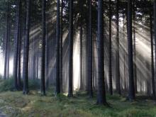 Program "Zanocuj w lesie"